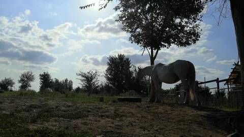 Two horses are standing next to each other - concept of protecting children by p Stock Footage 115353497