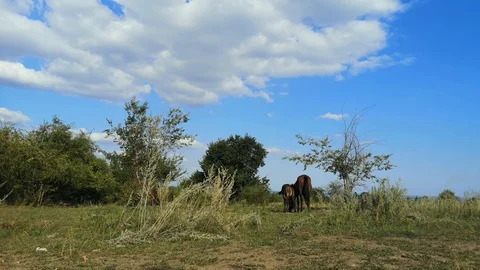 Two horses are standing next to each other - concept of protecting children by p Stock Footage 115353587