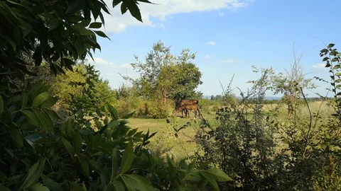 Two horses are standing next to each other - concept of protecting children by p Stock Footage 115353639