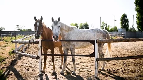 Two horses are walking in the paddock and looking around. Stock Footage 280754074
