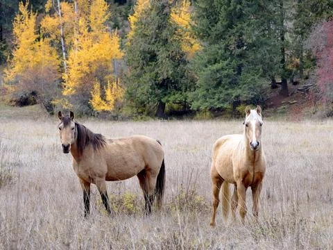 Two horses in autumn looking at the camera. Stock Photos
