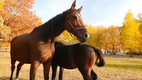 Two horses on a background of yellow trees. The bright rays of the sun. Slow Stock Footage 120287054
