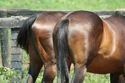 Two horses backsides Stock Photos