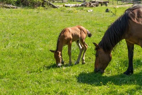 Two horses, a bay and a chestnut grazing in a pasture with a split-rail fence Stock Photos