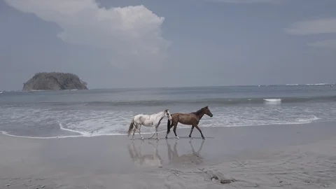TWO HORSES ON BEACH WALKING TOWARDS RIGHT | EXT | 2398 | 4K Stock Footage 105191625