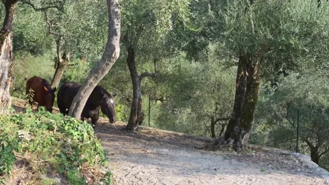 Two horses behind olive trees. Stock Footage 276606828