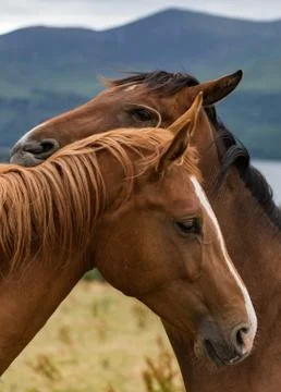 Two horses being affectionate Stock Photos