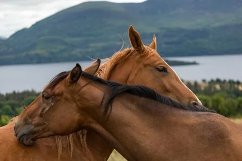 Two horses being affectionate Stock Photos