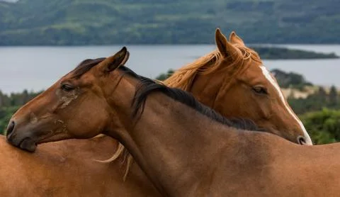 Two horses being affectionate Stock Photos