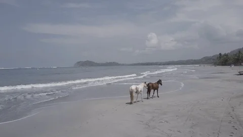TWO HORSES BEING FOLLOWED DOWN BEACH | EXT, AERIAL | 2398 | 4K Stock Footage 105193479