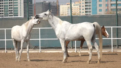Two horses bit each other Video stock 85635759