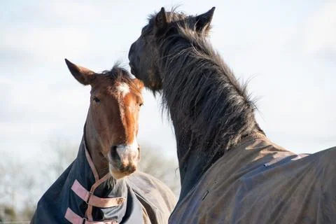 Two  horses  biting  and  greeting  each  other Stock Photos