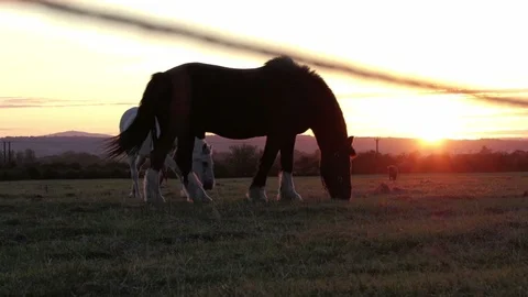 Two horses, Black stallion and white mare, grazing at sunset Stock Footage