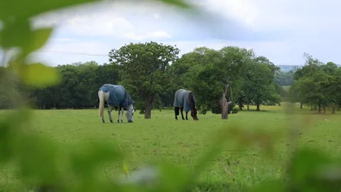Two Horses With A Blankets Graze In A Meadow With Trees Stock Footage 305426685