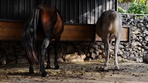 Two horses - brown and white standing side by side at a feeding trough inside a Stock Footage 327537011