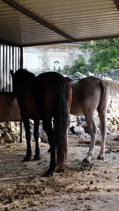 Two horses - brown and white standing side by side at a feeding trough inside a Stock Footage 327537171