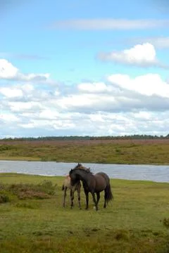 Two horses caressing Stock Photos