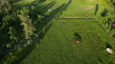 Two Horses Casting Long Shadows In Lush Grass Field During Summer Next To Forest Stock Footage 232932876