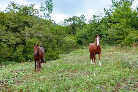 Two horses in a clearing Stock Photos
