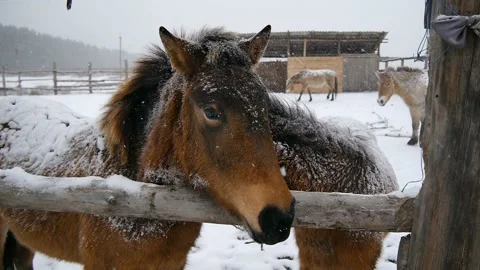 Two horses close-up. It is snowing heavily. Horses are pressed against each Stock Footage 99833927