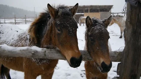 Two horses close-up. It is snowing heavily. Stock Footage 99930500