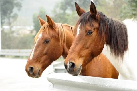 Two horses close-up Stock Photos