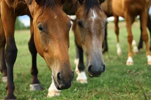 Two horses closely approaching the camera in a green pasture, creating a natu Stock Photos