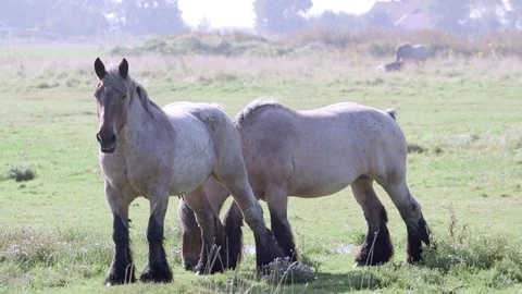 Two horses on a cold day strolling around Stock Footage 103202819