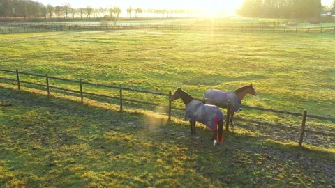Two horses communicate against the rising sun Stock Footage 179339286