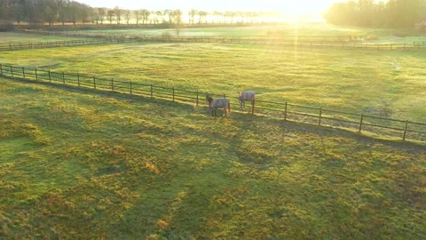 Two horses communicate against the rising sun. Aerial Drone Footage Stock Footage 197514371