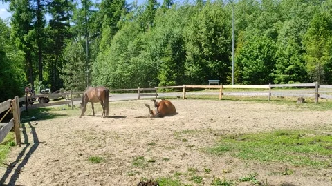 Two horses in the corral Stock Footage