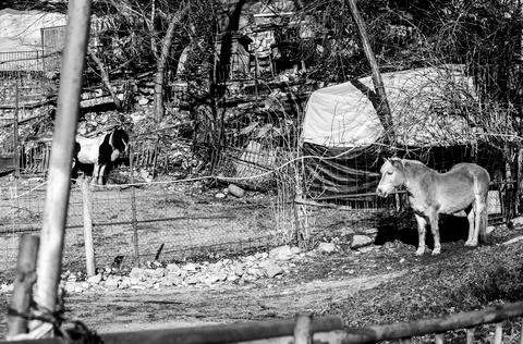 Two horses in the corral Stock Photos