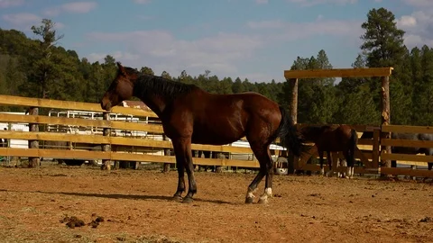 Two horses in corral in slow motion sunny day morning Vídeo Stock 102266368