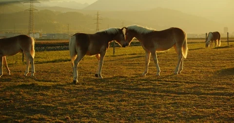 Two horses cuddle in the pasture at sunset on an autumn day Stock Footage 120179817