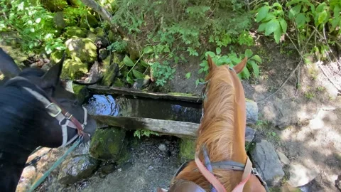 Two horses drinking out of water trough in beautiful, natural location Vídeos de archivo 136897315
