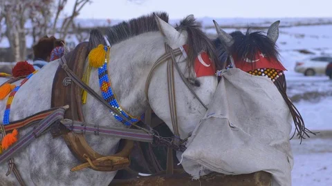 Two horses eat together (2 Shots) Stock Footage 106840329