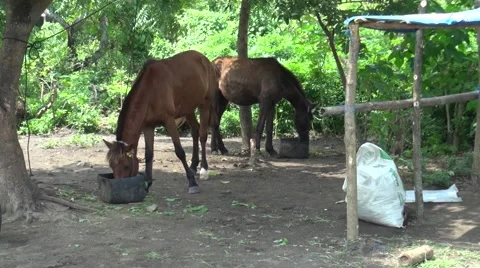 Two horses eating from buckets in a remote island off Lake Taal, Philippines Stock Footage 51945000