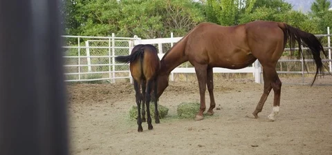 Two horses eating fodder while wagging its tail in the farm 動画素材 76278816