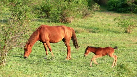 Two Horses eating. Stock Footage 55725888