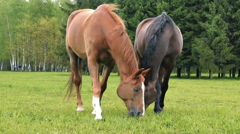 Two Horses Eating Grass Stock Footage 39630529