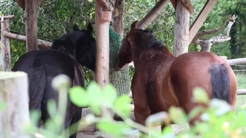Two horses eating from a hay net in a open stable Stock Footage 255457391