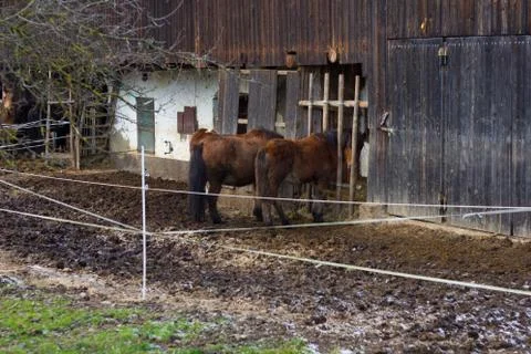 Two horses eating at a stable Foto stock