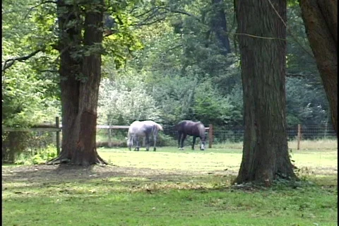 Two Horses on Farm Stock Footage 298711