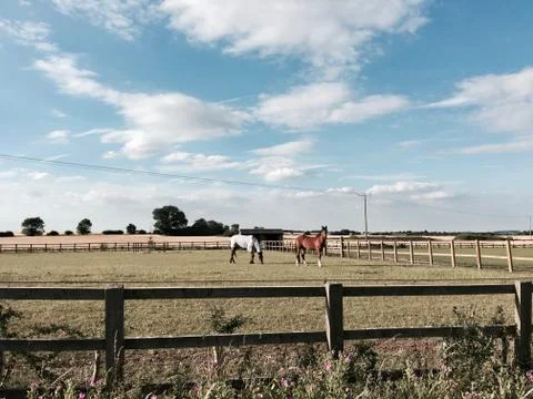 Two horses on farm Stock Photos