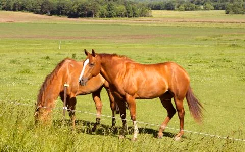 Two horses feeding 库存照片