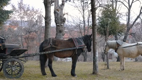 Two Horses at field eating Video stock 104189259