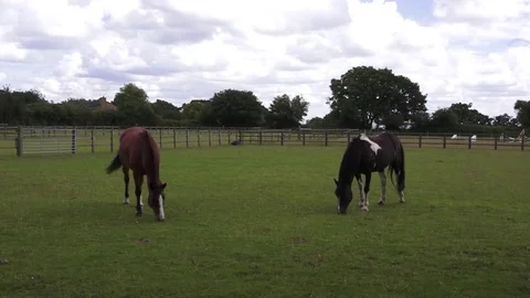 Two Horses in a field in England Video stock 78464774