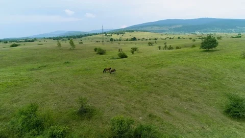 Two Horses On A Field Stock Footage 94739893