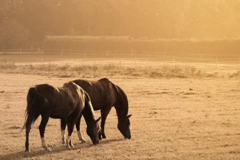 Two horses in a field Stock Photos