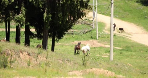 Two horses fighting on a wide open field Stock Footage 197387969